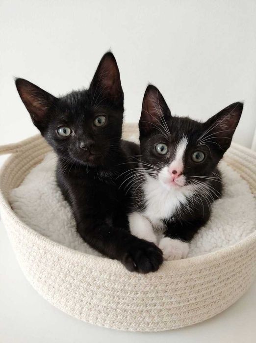 Setúbal / Margem Sul / Lisboa — DOC + BASHFUL, gatinhos para adoção conjunta