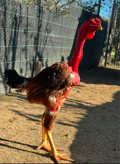 Polaco Gigante Brasileiro