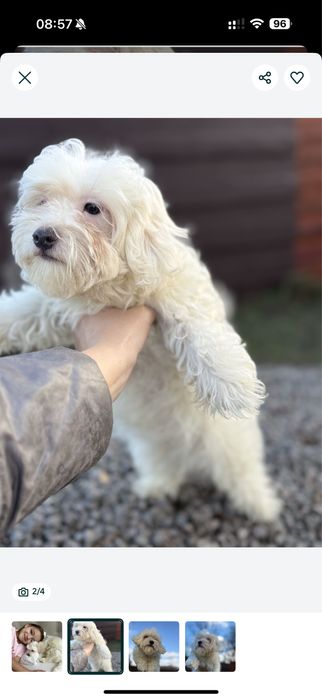 ‼️Мальтіпу Хлопець; Мальтипу (мальтійська болонка;;)