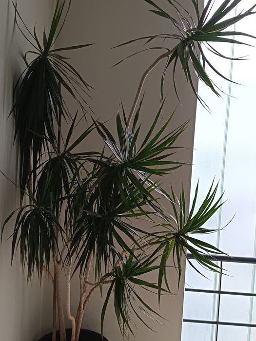 Planta natural interior