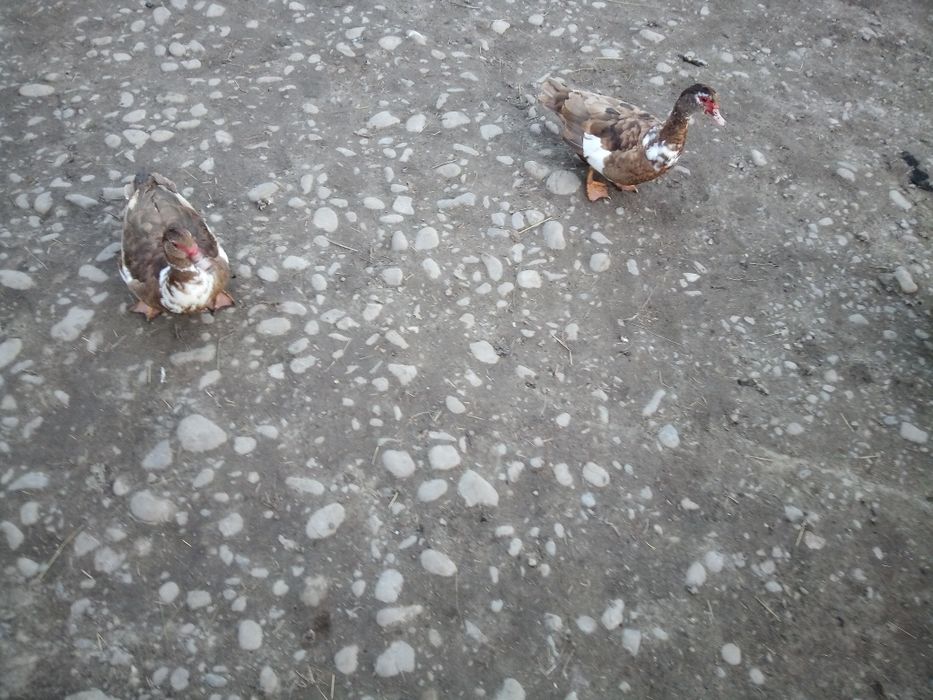 Продам індокачок шипунів