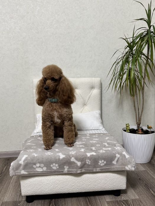 Вязка мальчика карликового пуделя. Харьков