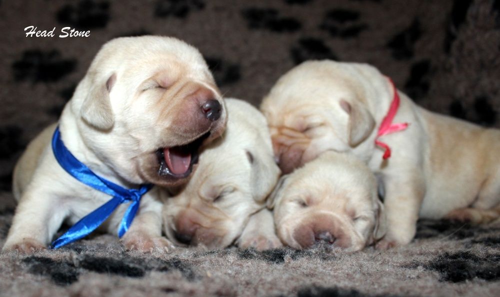 Лабрадор ретривер -щенки