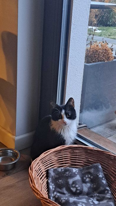 Opieka nad kotami z dojazdem | Bez hotelu, bez stresu