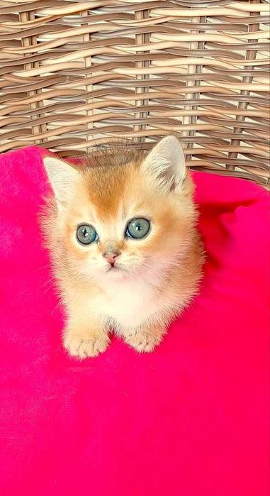 Шотландские котята (ЗОЛОТАЯ ШИНШИЛЛА)