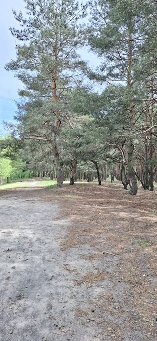 Продам земельну ділянку  біля соснового лісу та озера 3 занасип