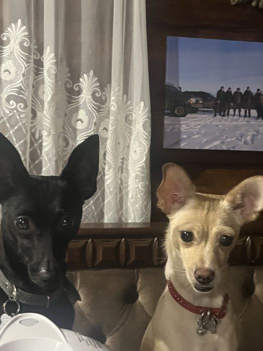 Щенята Той-терєр , хлопчики.