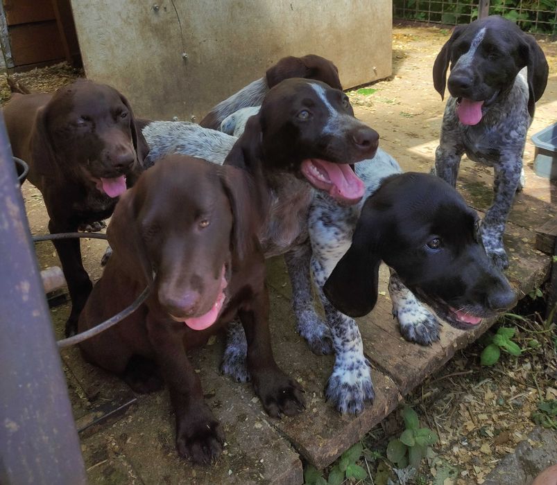 цуценята курцхаар