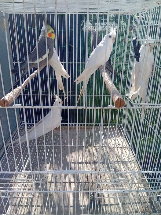 Pyrrulas red rumped periquitos caturras e casal de degolados