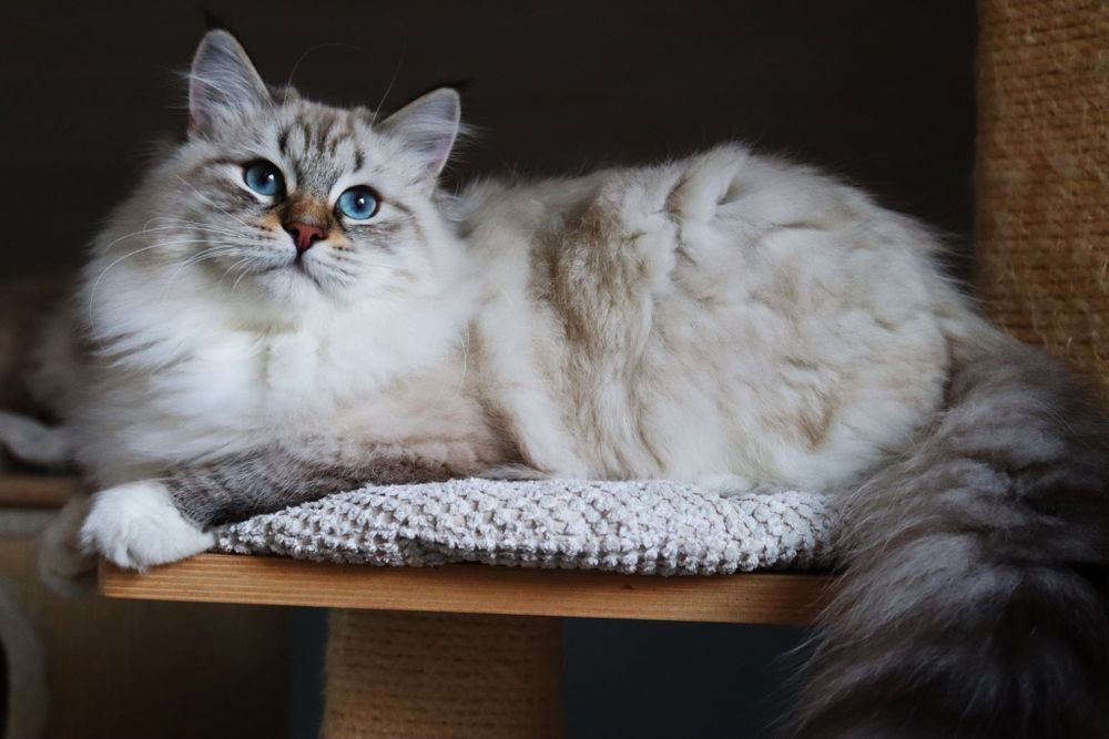 Kotka Neva Masquerade po International Champion WCF