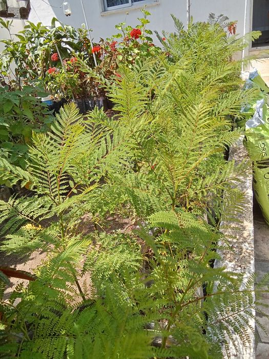 Jacarandás - Planta até 80 cm