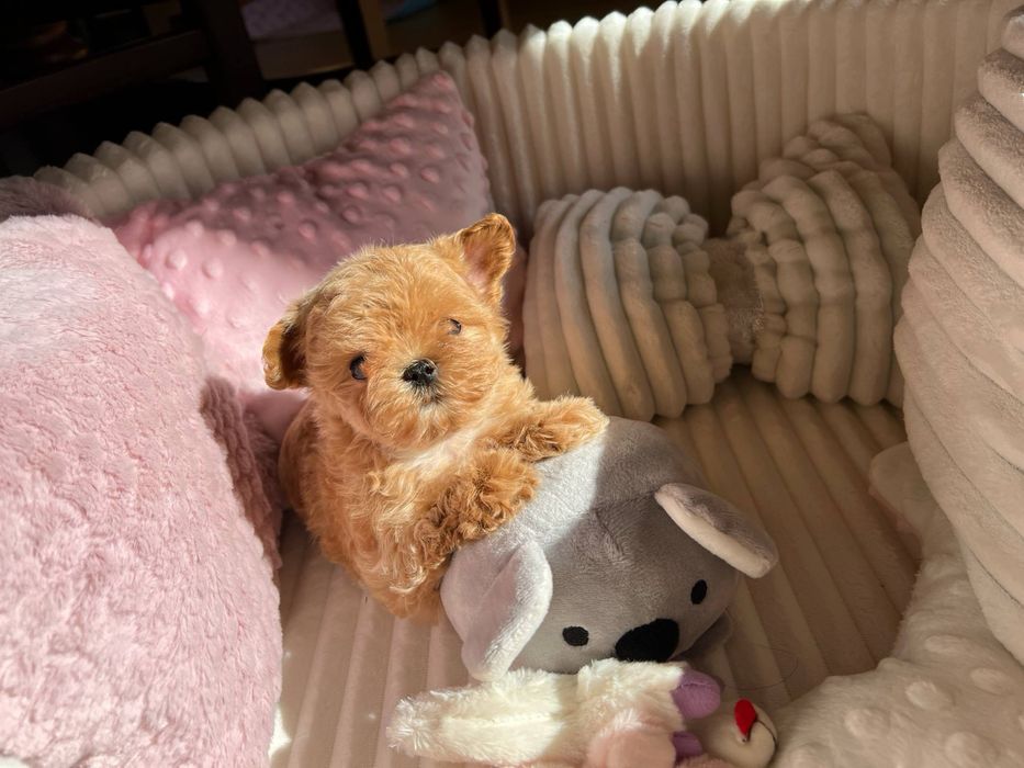 Дуже Лялькова дівчинка Мальтипу tea cup