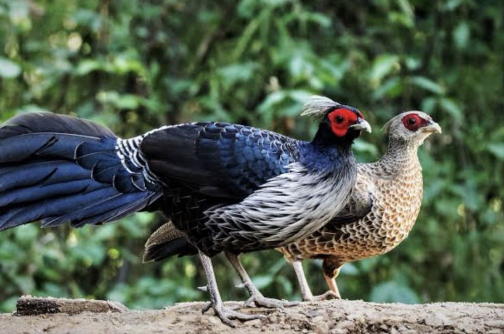 Casal Faisão Nepal Crista Branca