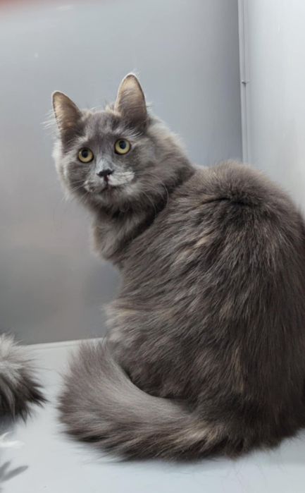 Кошечки из приюта,ищем дом