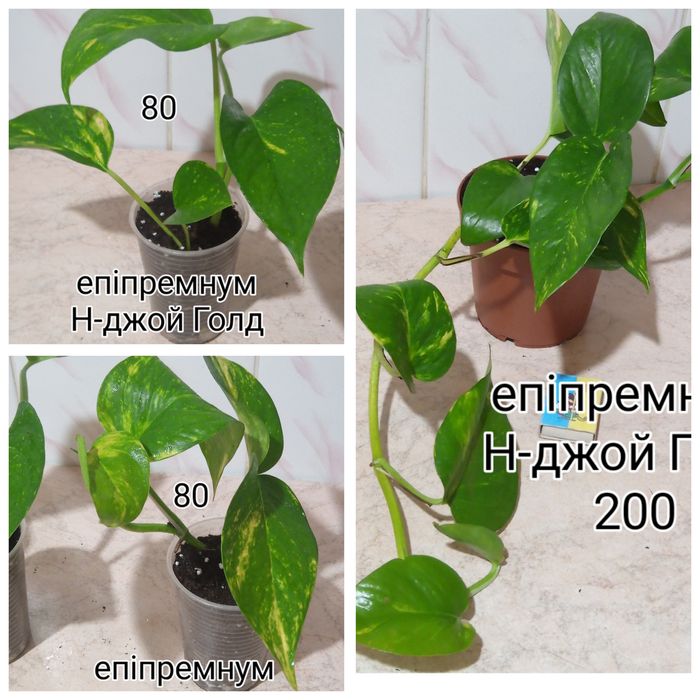 Епіпремнум,сциндапсус,монстера,філодендрон