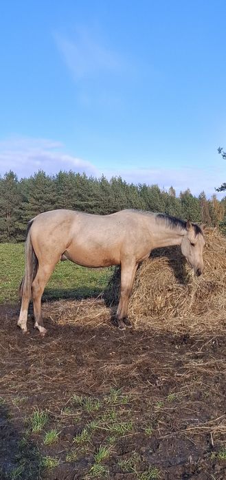 Ogier masci jeleniej