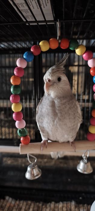 Aves criadas a mão