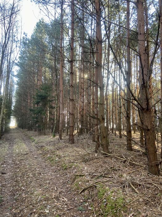 Działki rolne zalesione