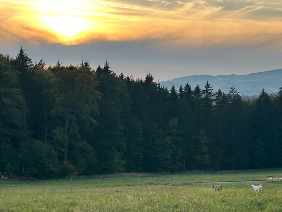 Dzialka  w gorach Sowich /MPZP/ML i UT- media- ok 1000 m2