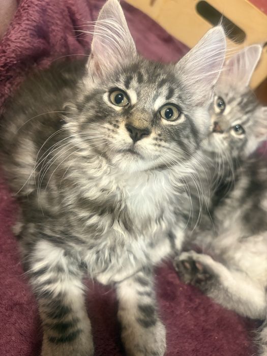 Gotowy do odbioru MAGIC piękny czarny  kocurek maine coon TICA