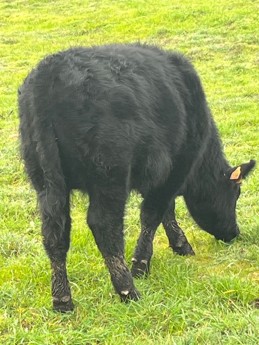 Angus, macho, 7 meses