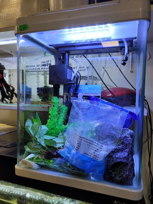 Akwarium 22.5 L z oświetleniem