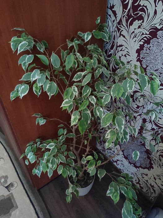 РОЗПРОДАЖ! Фікус 500 грн.