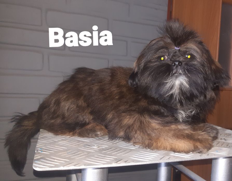Shih tzu sunia Basia Green House