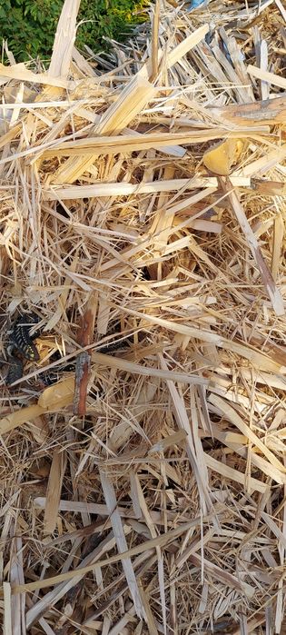 Тріска скалка тріски скалки для опалення чи щепи  віддам безкоштовно