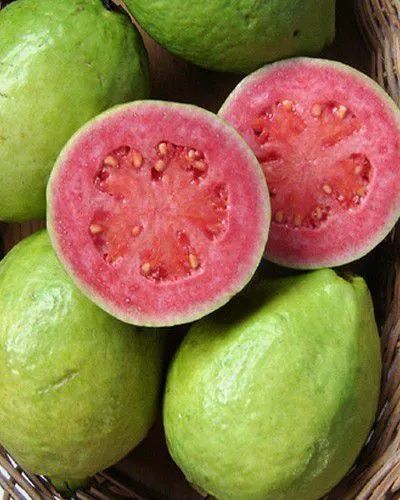 Goiabeira vermelha e branca