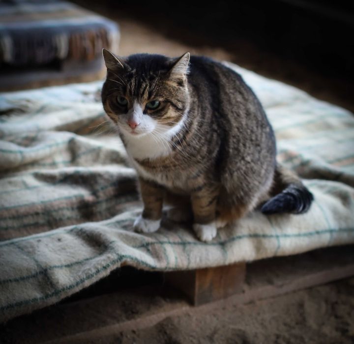 List do Św. Mikołaja – bezdomna kotka BRANDY / Olsztyn