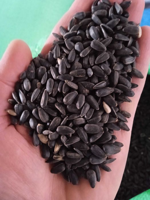 Słonecznik dla ptaków pokarm do karmnika 10kg zbiór 2025 wysyłka