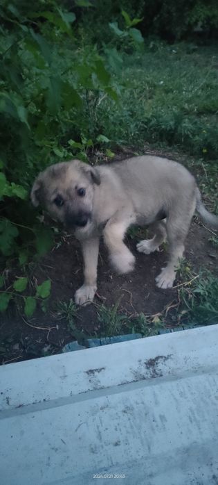 Щенки  не породистые