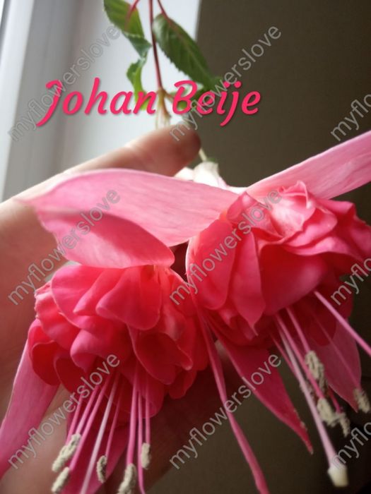 Різні сорти фуксій в наявності