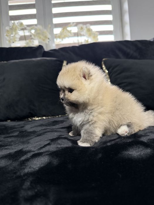 Pomeranian szpic miniaturowy