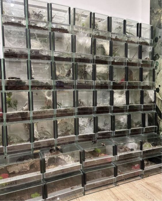 Ptasznik Phormictopus sp. Dominican purple dorosły Samiec 6DC