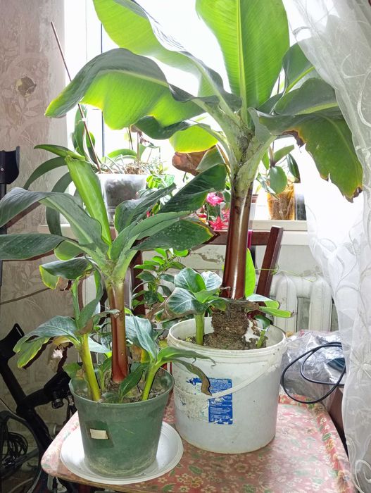 Мандевіла гранат інжир лимон