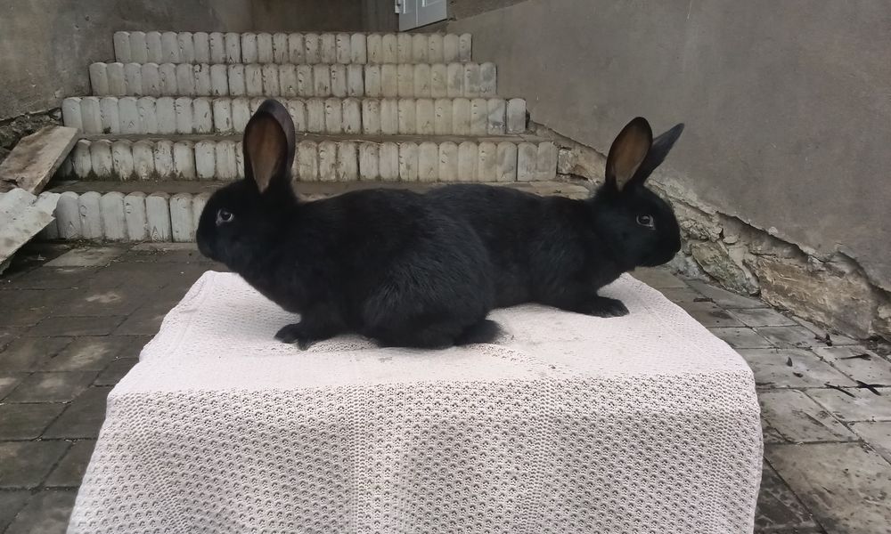 Кролі породи Полтавське срібло вік 45 днів