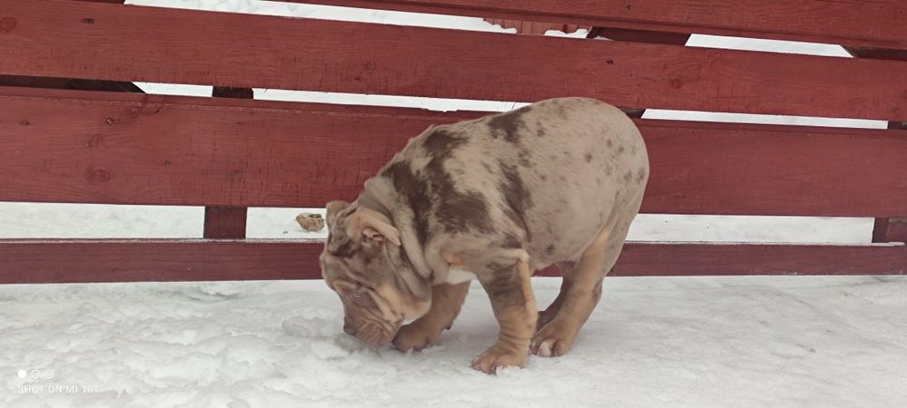 Piesek american bully merle z metryką