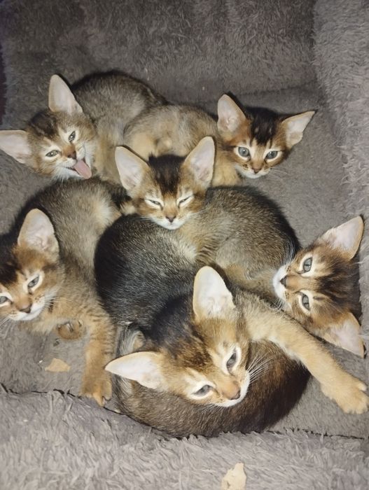 Кошенята абіссінської кішки