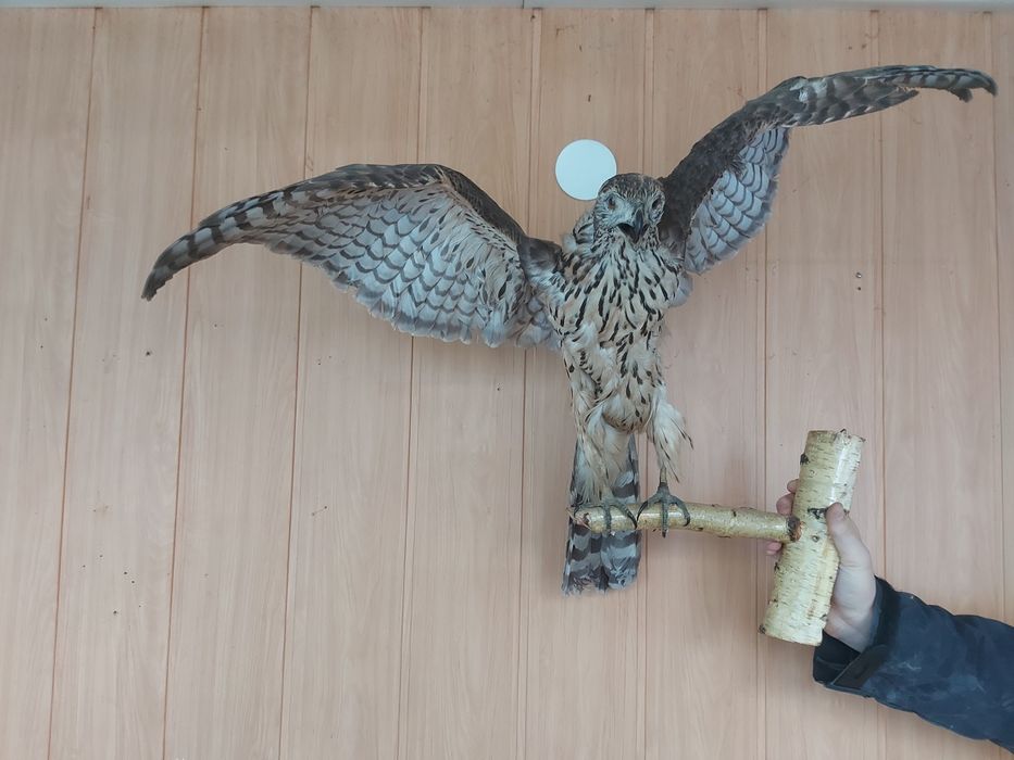 Роги оленя та лося