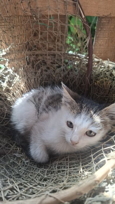 Віддам кошенят в добрі руки