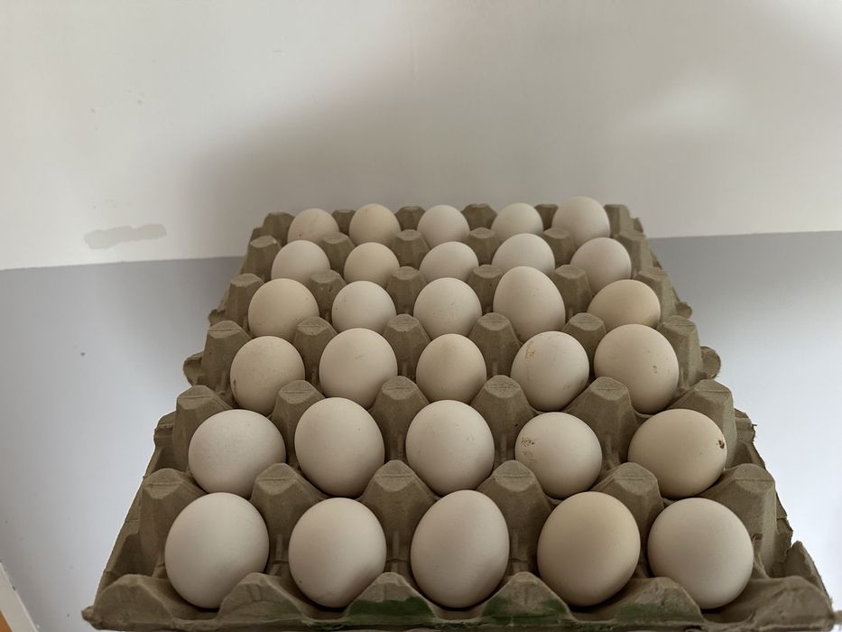 Kury Pawłowskie jaja lęgowe