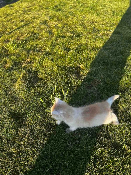 Кошенята шукають господарів