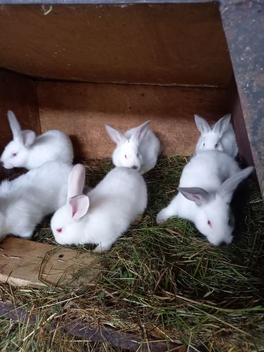 Кролики Каліфорнійської породи