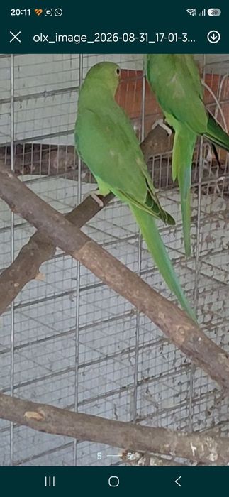 Roselas Loris Ring neck