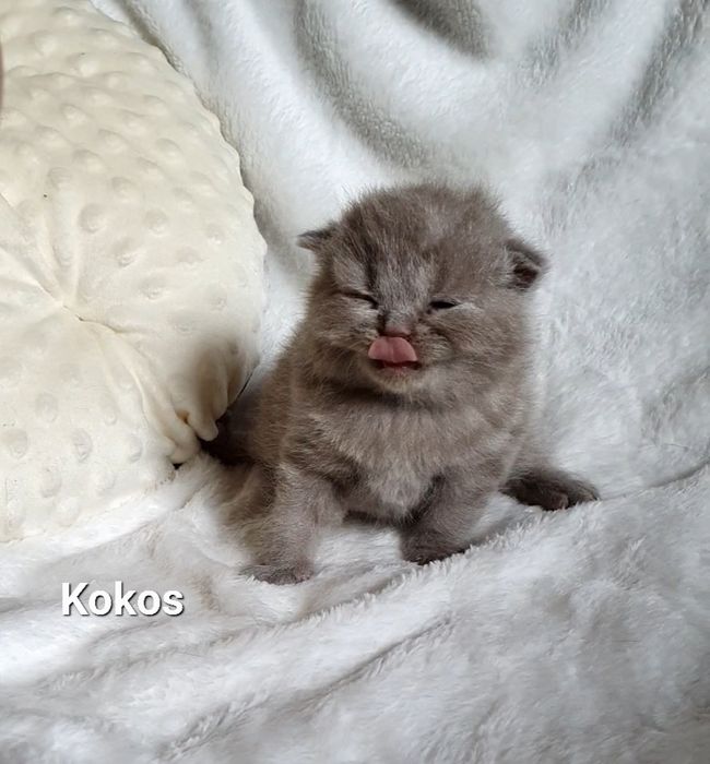 Kocurek brytyjski liliowy