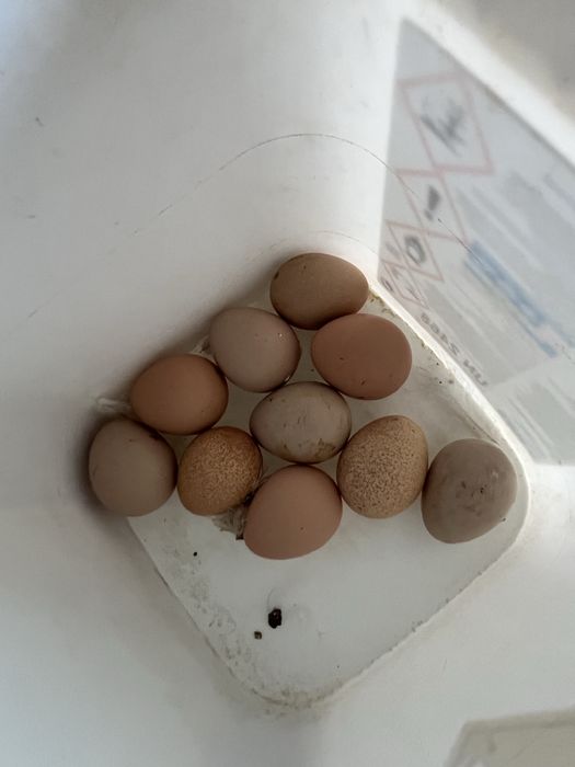Ovos galinha de angola