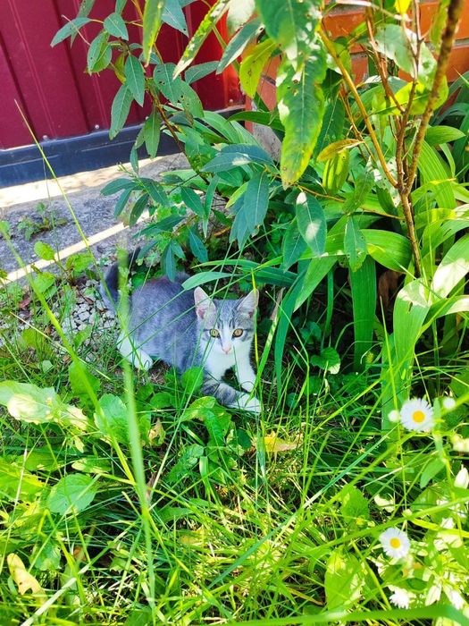 Віддам кошеня у добрі руки