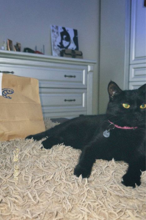 Віддам в хороші руки